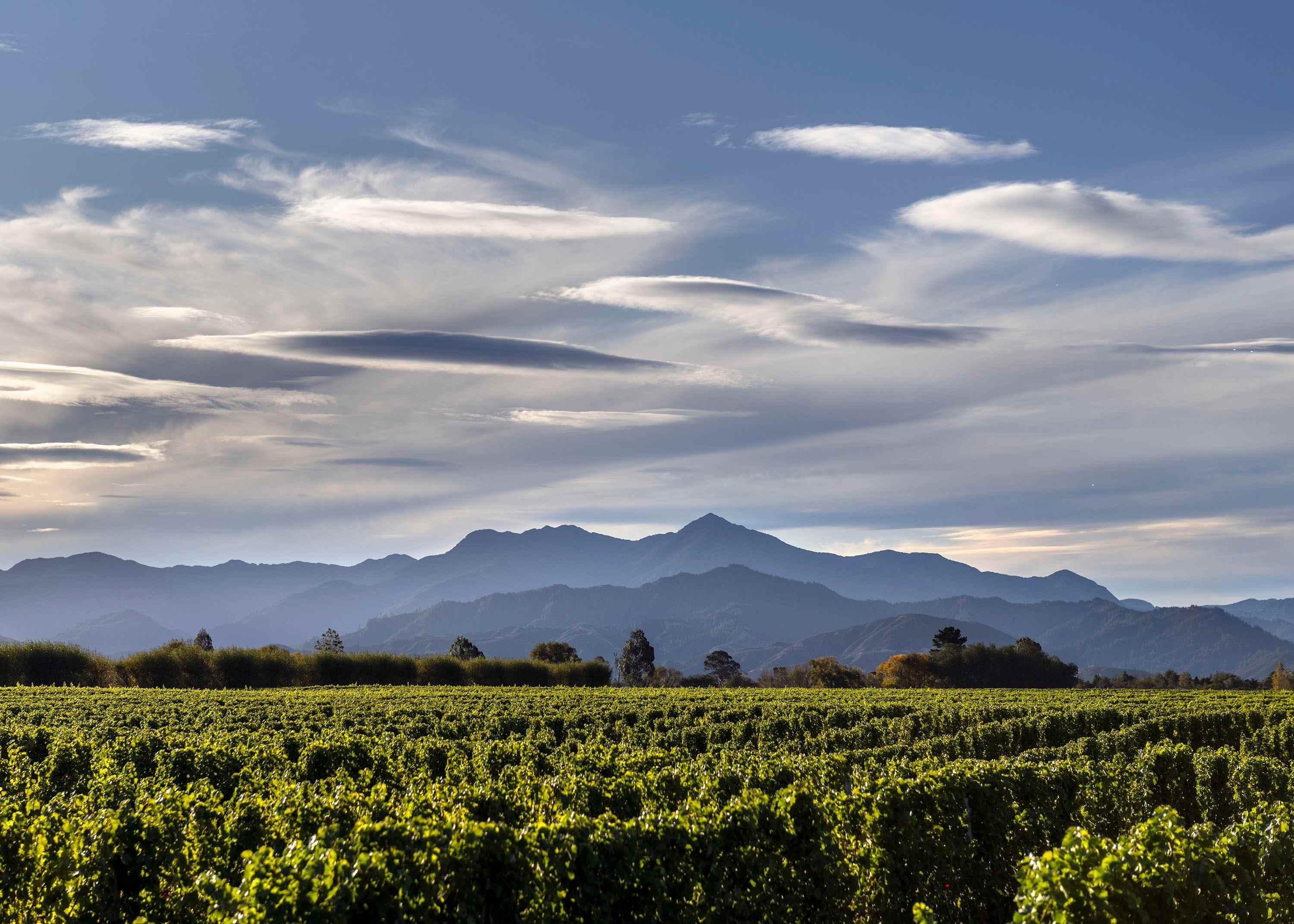 Producer Profile: Greywacke